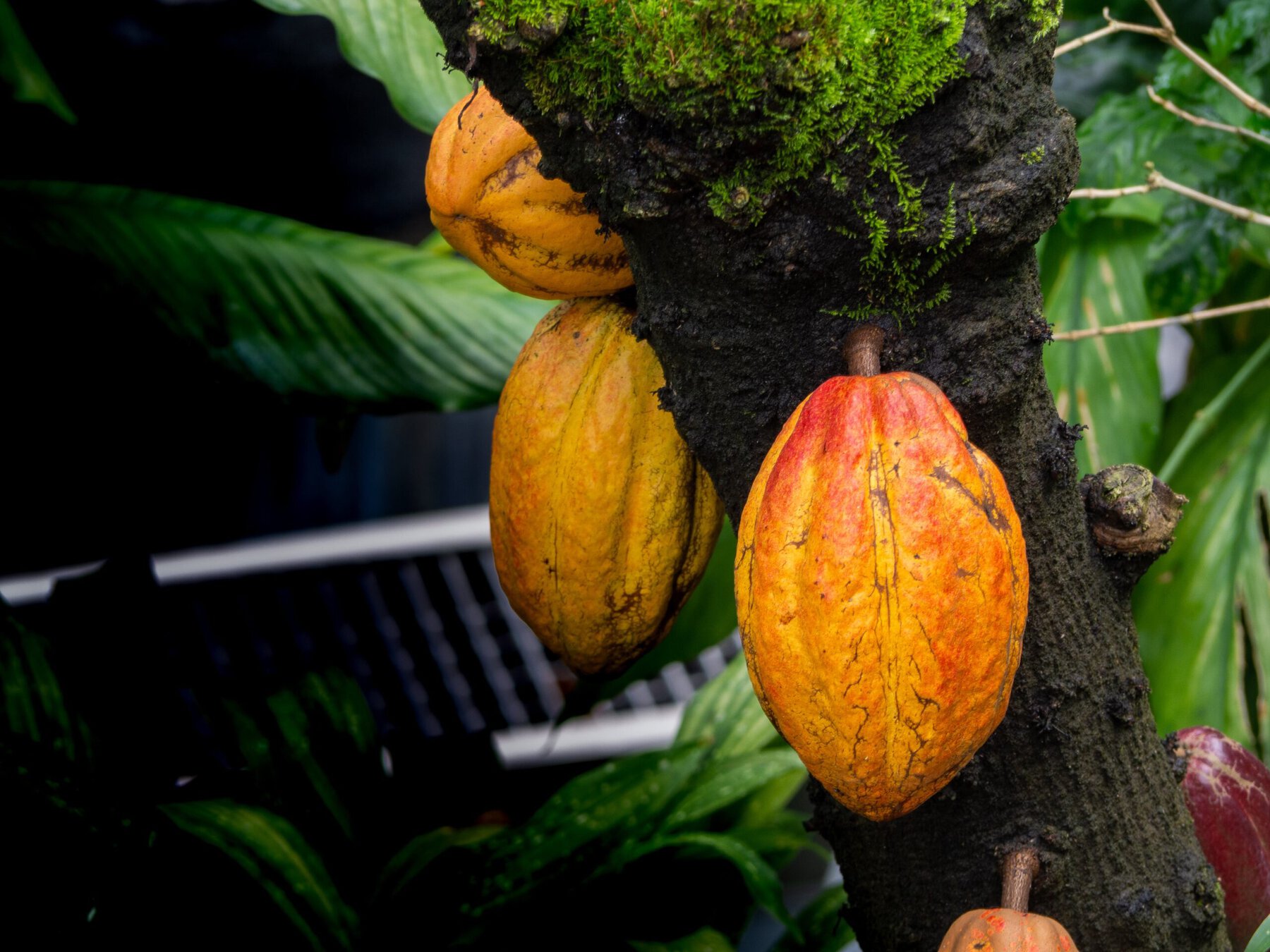 Kakaobohnen am Baum
